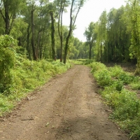 Backwoods trails on Chactaw Island Wildlife Management Area